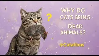 Why do cats bring dead animals to their owners? Uncovering the Mystery Behind This Bizarre Behavior!