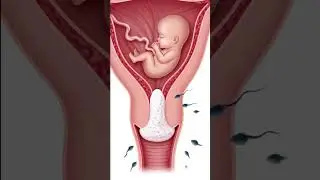 Why Sperm Can&rsquo;t Enter: Cervical Mucus Plug Explained in 3D