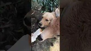Can you believe this? A calf and a dog eating together! 😱✨ #shorts #cutepets #animalfriendship