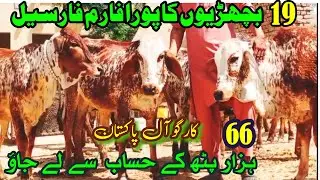 19 Quality Bachrian For Sale Pure Cholistani Near Madrassa Mandi Cholistan / Luddan Mandi.PK