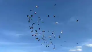 5°Prb.71°Campeonato Regional -El Esparragal Murcia -España  🕊️ Borrada La Victoria Bekan La Garnesa.