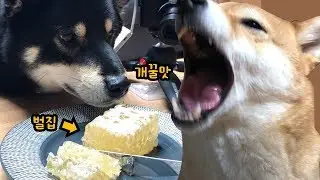 달콤한 통벌꿀집 먹는 시바견(강아지 ASMR) / 개꿀빠는 소리! / 시바견 곰이 탱이