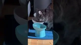 Snack Time with Roo: A Kitty's Culinary Adventure 🐱🍴 #cats #catlovers