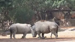 Comportamiento sexual y rituales de apareamiento de los rinocerontes en BIOPARC Valencia 🦏