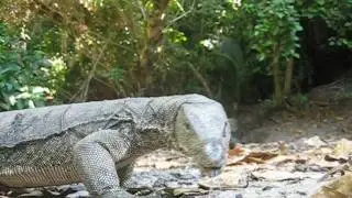 Monitor Lizard, Sapi Island, Sabah