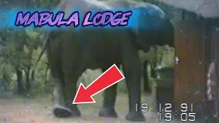 Elephants | Mabula Lodge