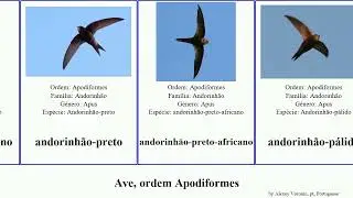 Ave, ordem Apodiformes aerodramus collocalia bird maximus affinis sylvatica esculenta marginata