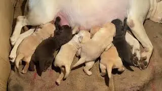 Beautiful Labrador Pups Available in Bhopal @Bhopalpetshop  #labrador #petservices #doglover #pets