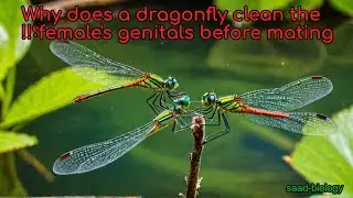### **🦟 The Astonishing Mating Ritual of Dragonflies! ❤️**