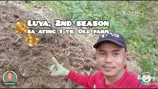 WATCH THE AMUSING STORY OF OUR 'BAKA' 🐄 | Amazing Dreamer