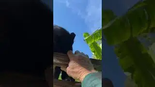 All cats love me. Working on my winter garden.