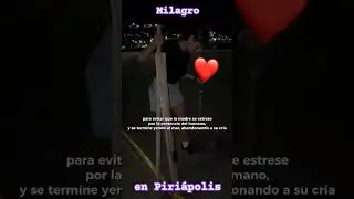 Milagro en Piri&aacute;polis. Naci&oacute; un elefante marino en aguas Uruguayas #milagro #piriapolis #uruguay
