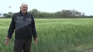 NAJBOLJI JECAM U SRBIJI  - kako i zasto jecam a ne psenica - ORANJE