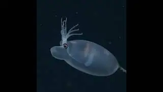 🦑 This squid cranchiid Helicocranchia has quite a few nicknames from deep-sea biologists 🧐 #shorts