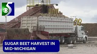 Michigan Sugar Company&rsquo;s current beet harvest