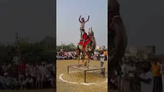 Camel dance 2024||wedding dance camel Rajasthan 2024||#youtube #dance #dj #viralvideo #ytshorts