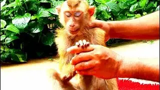 Now, Kinesis Poor Orphan monkey Pigtail, monkey Pigtail good health than before.