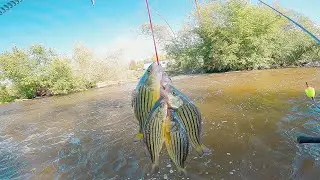 Fishing For Yellow Bass in Shallow River (Catch and Cook)