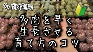 【多肉植物】多肉を早く生長させるコツ！【初心者さん向け】