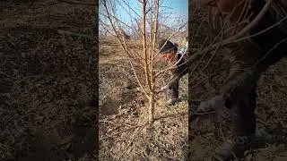 How to Prune a Peach Tree for Maximum Fruit Production!#satisfying #pruning #shorts