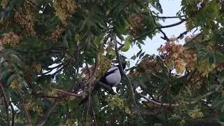 Magpie call
