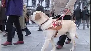 Il cane, guida i miei occhi