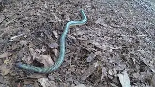 A Glass Snake Is NOT a Snake