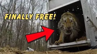 Animals Experiencing Freedom for the First Time in Their Lives
