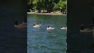 Pedal boating on Green Lake