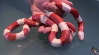 🐍 Serpiente Falsa coral de Honduras (Lampropeltis triangulum hondurensis) - Cuidados, información..