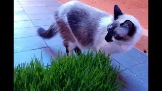 A MELHOR GRAMA PRA GATOS - FEITA COM GRÃOS DE TRIGO