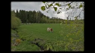 Lehmien laitumellelasku 28.5.2022