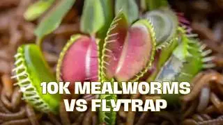 Mealworms vs Venus Flytrap &ndash; Who Wins? (Insane Macro Feeding Experiment)