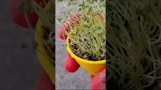 Grow savory plants from seeds #shorts #gardening