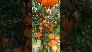 orange farming 🍊|orange farming of Pakistan 🍊|orange plants|Amazing fruits #farms #citrus #fruits
