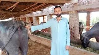 Is video mein Dekhkar Aaj Hamare form ke janwar seen Punjab official 