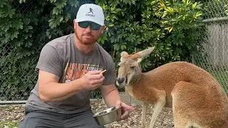 Meet Jarrah, the Kangaroo!  #kangaroo #zoo #animal #pets #miami #florida #soflo #fyp #australia #wow