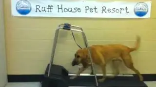 Ruff House Pet Resort: Dogs on Treadmill
