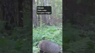 M&auml;ger (Meles meles; European badger) - Eesti elurikkus