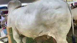 Sapi Jumbo Crossing di Arena Kontes Sapi Nasional