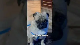 What would you name me? #shorts #ytshorts #pug #cute #puppy #dogs