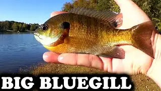 Bank Fishing for Big Bluegill at a Small Lake - Fall Panfish Fishing