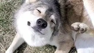 幸せな二度寝をする狼犬