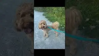 Memories with Ginger 💕 #dog #boarding #toronto #canada