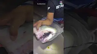 ikan ini harus segera dilepaskan 🐟 #faktaunik #faktalucu #hiu #mancingdilaut #mancing #ikanbesar