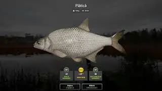 Russian Fishing 4 2026 platica