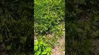 Fastest lizard alive 🦎 ⚡️ #shorts #nature #asmr #life #live #animals #flash #lizard