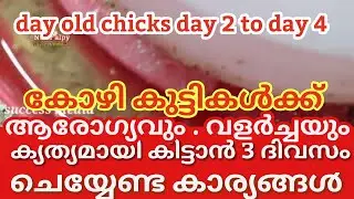 day 2 മുതൽ day 4 വരെ കോഴി കുട്ടികൾക്ക് നൽകേണ്ട പരിചരണങ്ങൾ/Care to be given to chicks from day 2 to 4