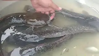 Top Giant Catfish That Never Seen  Before