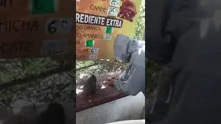 Una ardillita muy comelona 🐿️